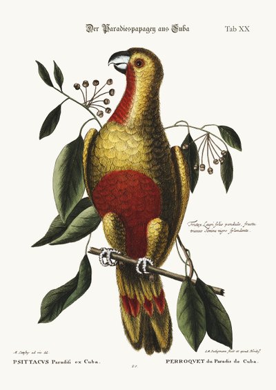 The Parrot of Paradise of Cuba, 1749-73 by Mark Catesby